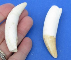 2 pc lot of Alligator Teeth 3 inch - <font color=red>Special Price </font>$15/lot