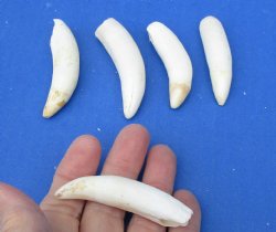 5 pc lot of Alligator Teeth 2-1/2 to 2-7/8 inch - <font color=red>Special Price </font>$15/lot