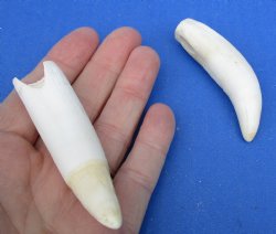 2 pc lot of Alligator Teeth 3 inch - <font color=red>Special Price </font>$15/lot