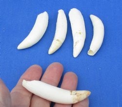 5 pc lot of Alligator Teeth 2-1/2 to 2-7/8 inch -  <font color=red>Special Price </font>$15/lot