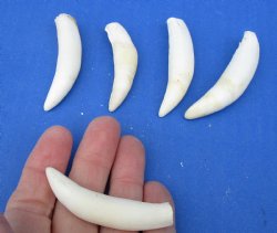 5 pc lot of Alligator Teeth 2-1/2 to 2-7/8 inch - <font color=red>Special Price </font>$15/lot