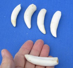 5 pc lot of Alligator Teeth 2-1/2 to 2-7/8 inch - <font color=red>Special Price </font>$15/lot