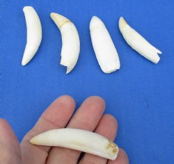 5 pc lot of Alligator Teeth 2-1/2 to 2-7/8 inch - <font color=red>Special Price </font>$15/lot