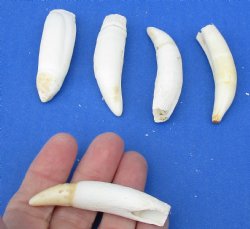 5 pc lot of Alligator Teeth 2-1/2 to 2-7/8 inch - <font color=red>Special Price </font>$15/lot