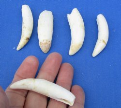 5 pc lot of Alligator Teeth 2-1/2 to 2-7/8 inch - <font color=red>Special Price </font>$15/lot