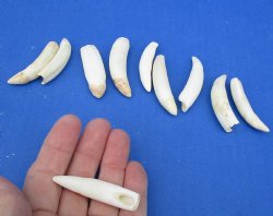 10 pc lot of Alligator Teeth 2 to 2-3/8 inch - <font color=red>Special Price </font>$20/lot