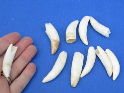 10 pc lot of Alligator Teeth 2 to 2-3/8 inch - <font color=red>Special Price </font>$20/lot