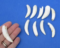 10 pc lot of Alligator Teeth 2 to 2-3/8 inch - <font color=red>Special Price </font>$20/lot