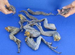 10 piece lot of North American Iguana legs 10 to 12 inches long cured in formaldehyde - $20/lot