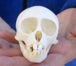  3" Juvenile African Vervet Monkey Skull For Sale for $75 (CITES P-000023748)