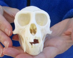 B-Grade 4-1/4" Male African Vervet Monkey Skull For Sale for $95 (CITES P-000023748)