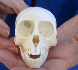 3-1/2" Female African Vervet Monkey Skull For Sale for $100 (CITES P-000023748)