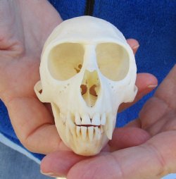 3-1/2" Female African Vervet Monkey Skull For Sale for $100 (CITES P-000023748)