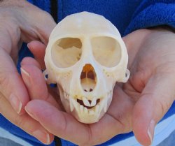 3-1/2" Female African Vervet Monkey Skull For Sale for $100 (CITES P-000023748)