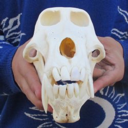 Slight B-Grade 8-3/4" Male Baboon Skull - $295 (CITES P-000023748)