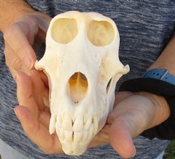 Buy Now this 6-1/2" Female Baboon Skull <font color=red> Good Quality</font> - $155 (CITES P-000023748)