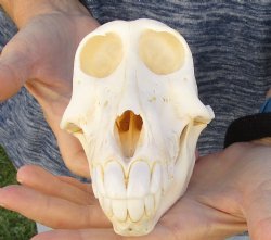 Buy Now this A-Grade 6-1/2" Female Baboon Skull - $155 (CITES P-000023748)