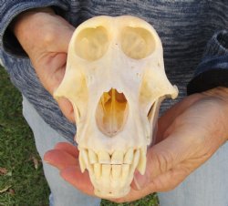 Buy Now this A-Grade 7" Female Baboon Skull - $155 (CITES P-000023748)