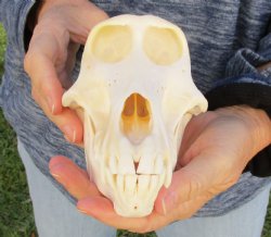 Buy Now this A-Grade 7" Female Baboon Skull - $155 (CITES P-000023748)