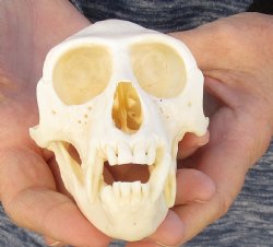 4" Male African Vervet Monkey Skull For Sale for $120 (CITES P-000023748)