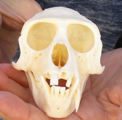 B-Grade 4" Male African Vervet Monkey Skull For Sale for $95 (CITES P-000023748)