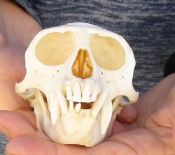 4-1/2" Male African Vervet Monkey Skull For Sale for $125 (CITES P-000023748)