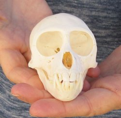 3-3/4" Female African Vervet Monkey Skull For Sale for $100 (CITES P-000023748)