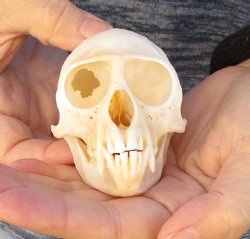 3-1/2" Female African Vervet Monkey Skull For Sale for $100 (CITES P-000023748)