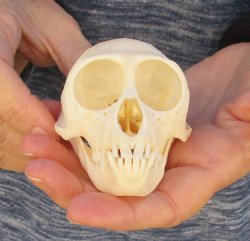 3-1/2" Female African Vervet Monkey Skull For Sale for $100 (CITES P-000023748)