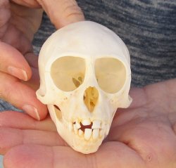 3-1/4" Juvenile African Vervet Monkey Skull For Sale for $75 (CITES P-000023748)