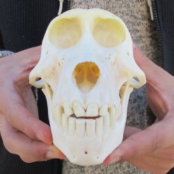 A-Grade 6-1/2" Female Baboon Skull - $155 (CITES P-000023748)