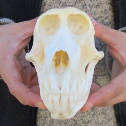 A-Grade 7" Female Baboon Skull - $155 (CITES P-000023748)