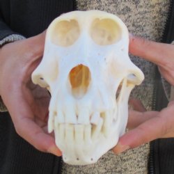 A-Grade 7" Female Baboon Skull - $155 (CITES P-000023748)