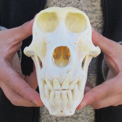 A-Grade 7" Female Baboon Skull - $155 (CITES P-000023748)