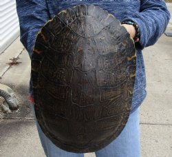 For Sale Huge River Cooter Turtle Shell 12 inches long  - $45