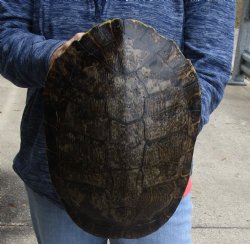 For Sale Huge River Cooter Turtle Shell 12 inches long  - $45