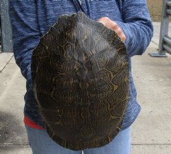 For Sale Huge River Cooter Turtle Shell 12 inches long  - $45