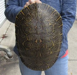 For Sale Huge River Cooter Turtle Shell 12-1/2 inches long  - $45