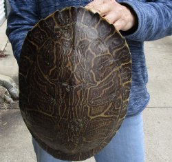 For Sale Huge River Cooter Turtle Shell 12 inches long  - $45