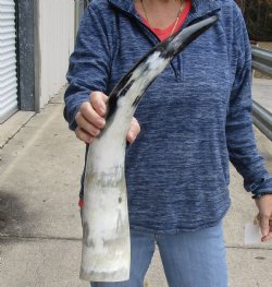 23 inch White Polished Cow/Cattle buffalo horn for $32