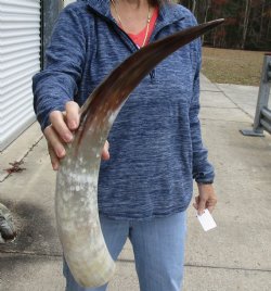 23-1/2 inch White Polished Cow/Cattle buffalo horn for $32