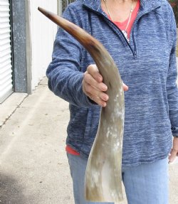 24 inch White Polished Cow/Cattle buffalo horn for $32