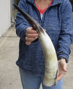 21 inch White Polished Cow/Cattle buffalo horn for $32