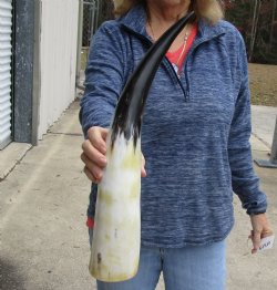 20 inch White Polished Cow/Cattle buffalo horn for $32