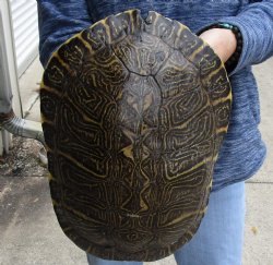 Buy Now this Huge River Cooter Turtle Shell 11-1/2 inches long  - $38