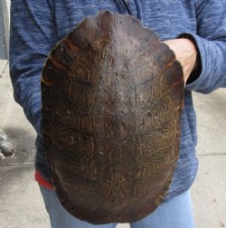 Buy Now this Huge River Cooter Turtle Shell 11 inches long  - $38