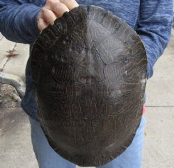 Buy Now this Huge River Cooter Turtle Shell 11-1/2 inches long  - $38