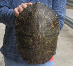 Buy this Huge River Cooter Turtle Shell 11 inches long for $38