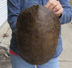 Huge River Cooter Turtle Shell 11-1/2 inches long - For Sale for $38