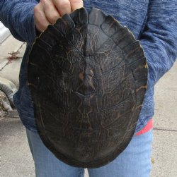 Buy this Huge River Cooter Turtle Shell 11 inches long for $38